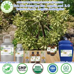 Tinh Dầu Đương Quy - Angelica Essential Oil