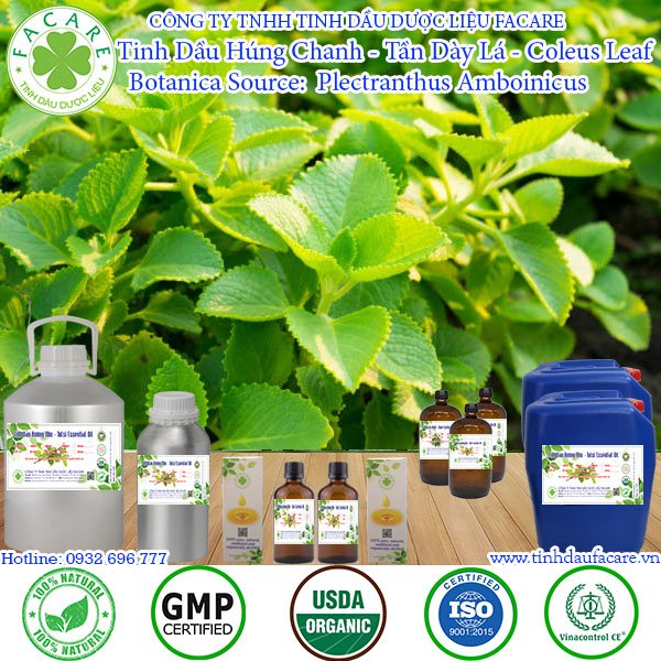 Tinh Dầu Húng Chanh - Coleus Leaf Essential Oil