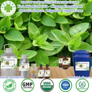 Tinh Dầu Kinh Giới - Oregano Essential Oil
