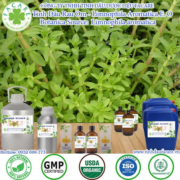 Tinh Dầu Rau Om - Limnophila Aromatica Essential Oil