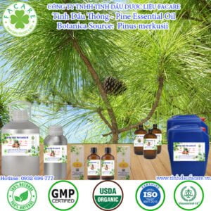 Tinh Dầu Thông - Pine Essential Oil
